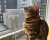 超絶美猫様の黄昏　猫カフェにて　O
