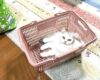 猫様をお迎えしました！！O